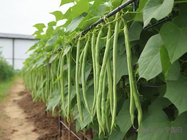 架豆角种植技术与管理,架豆角怎么管理才能高产