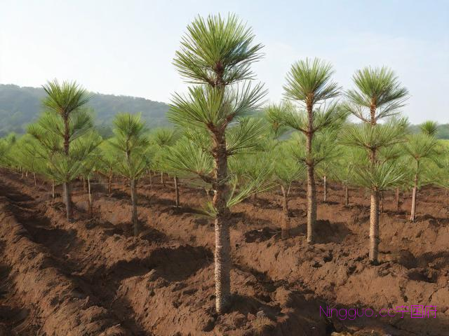 松树籽种植技术,松籽树苗