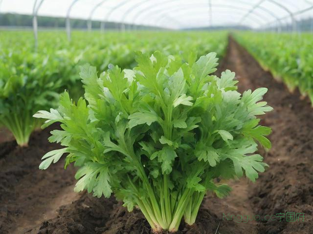 大叶茼蒿种植技术,大叶茼蒿的功效与作用禁忌