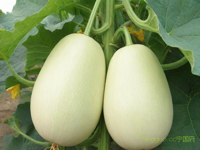 香瓜种植与管理技术,香瓜种植时间及技术要点