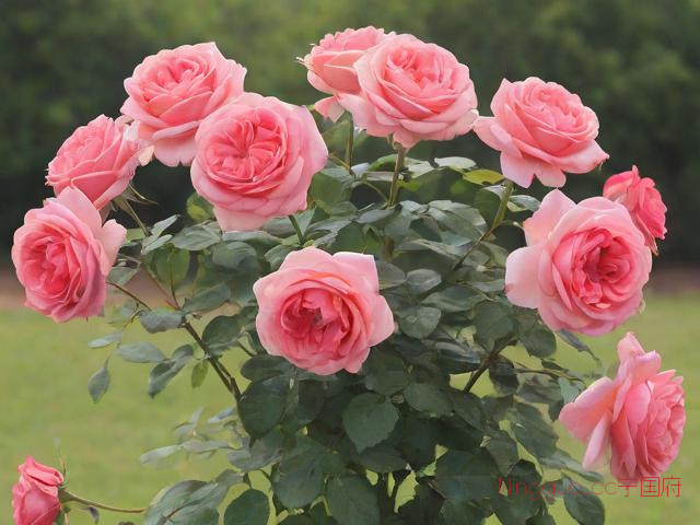 玫瑰花种植技术教程,玫瑰花怎样种植,和注意事项