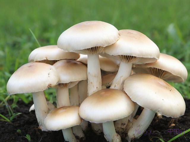 平菇怎么种植技术,平菇种植技术视频教程