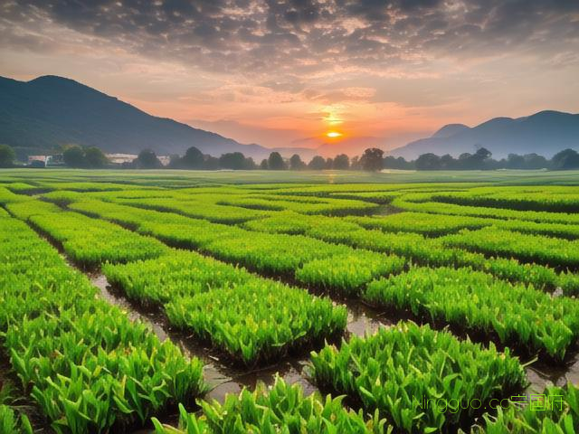 荸荠的种植和管理技术,荸荠的高产优质栽培技术