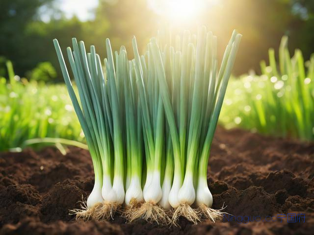 小葱的种植技术和方法,小葱的种植技术和方法图片