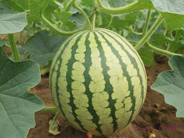 甜王五号西瓜种植技术,甜王西瓜种植方法