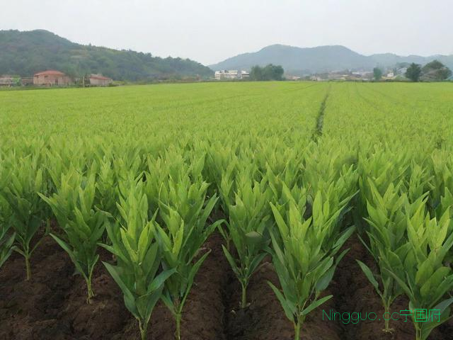 麦冬种植技术及亩收益,麦冬的种植要求