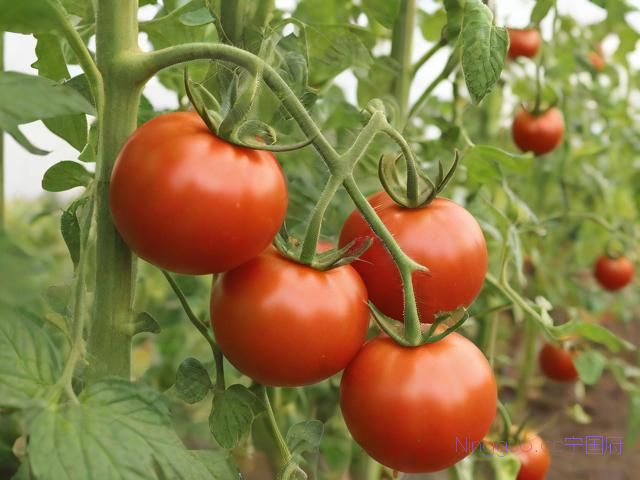 越夏西红柿种植技术,番茄越夏高产栽培技术