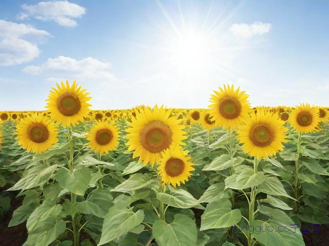 向日葵的种植技术,向日葵的种植技术与管理