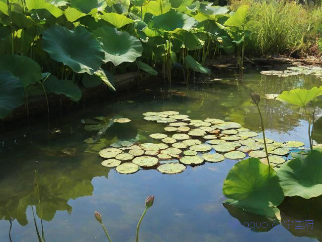 藕种植技术,藕的栽培技术以管理
