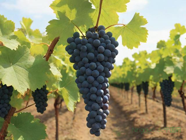 金田玫瑰葡萄种植技术,金田玫瑰葡萄种植技术要求