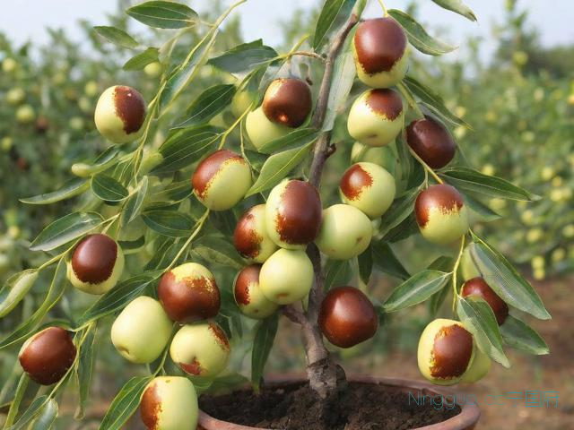 盆栽冬枣的种植技术,冬枣盆景