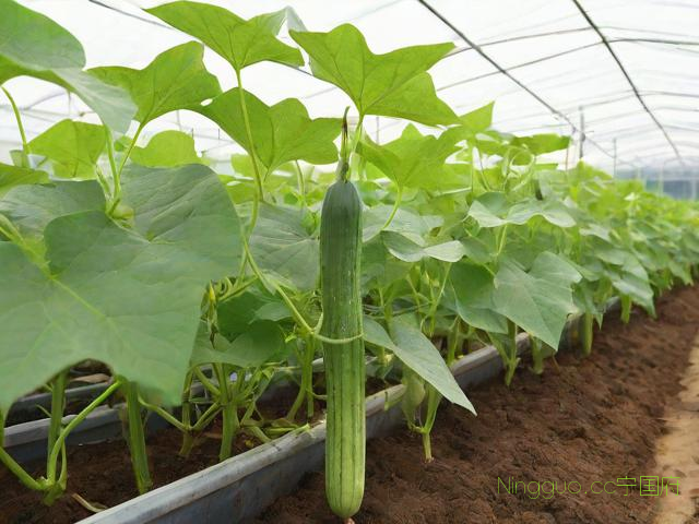 大棚丝瓜种植管理技术,大棚丝瓜育苗方法