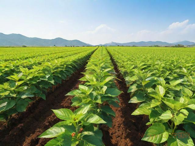 桑黄种植管理技术厂家,桑黄种植投资大不大