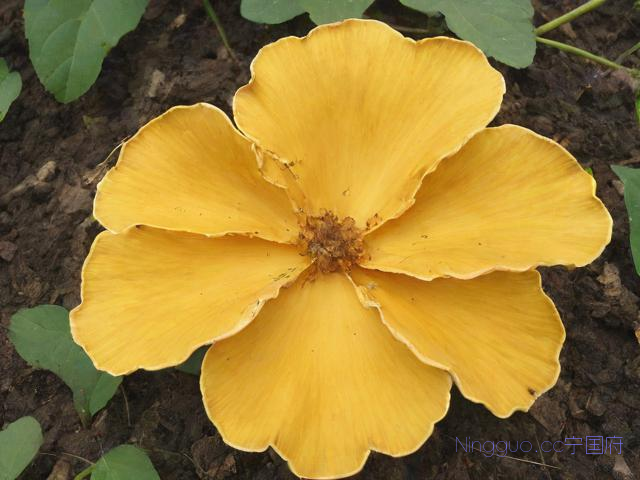 桑黄菌种植技术书集,桑黄菌种种植种子