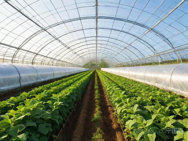 大棚种植技术公众号,大棚种植基地图片