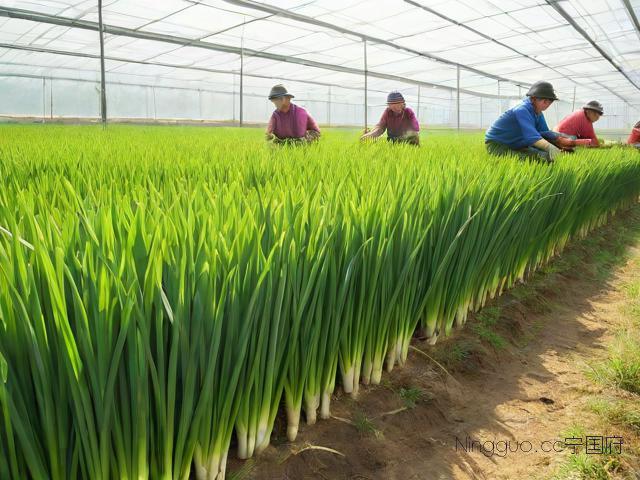 大棚韭菜种植技术图片,大棚种韭菜能挣钱吗