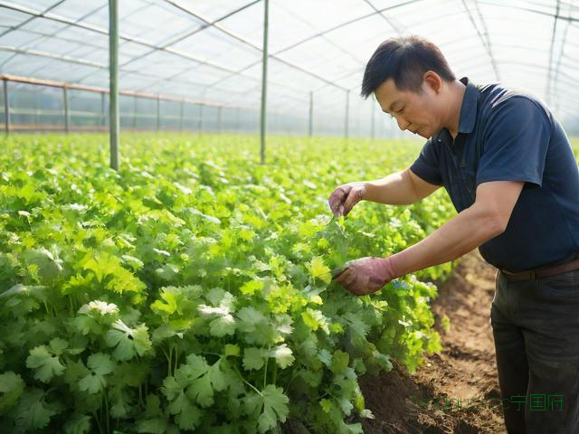 香菜大棚种植技术视频,香菜大棚种植方法和时间