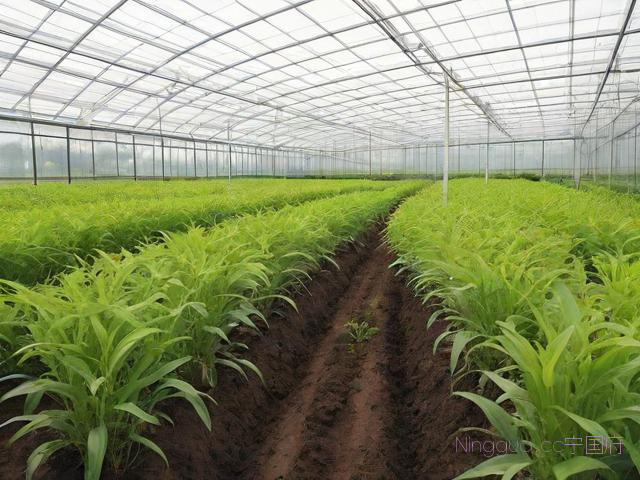 秋田蕗种植技术,秋田的饲养方法