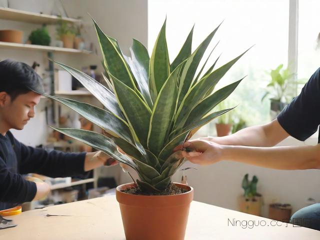 虎尾兰种植技术,虎尾兰种植技术视频