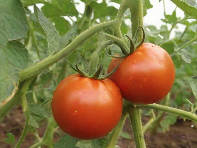 蕃茄种植管理技术要点,蕃茄种植过程