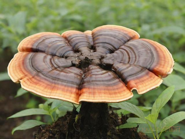 灵芝种植技术与利润,灵芝种植技术与利润有关吗