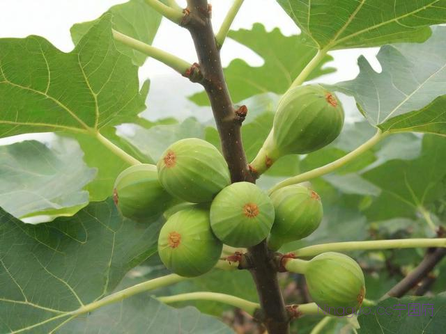 无花果种植技术指导,无花果种植步骤