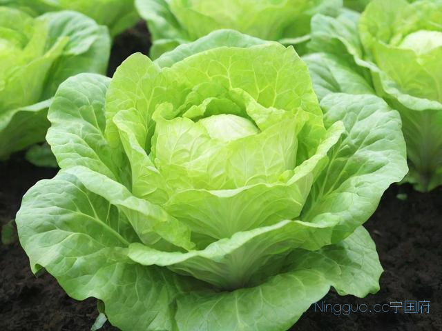 生菜种植方法和技术,生菜种植方法和技术有哪些