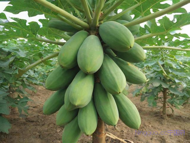 木瓜树种植管理技术,木瓜树栽培及管理方法