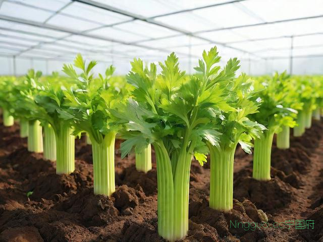 芹菜育苗种植技术视频,芹菜育苗种植技术视频讲解