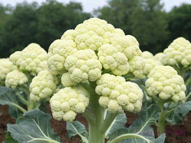 宝塔菜花种植技术,宝塔菜花是什么菜