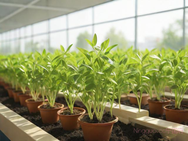 枸杞芽菜怎样种植技术,枸杞芽苗菜
