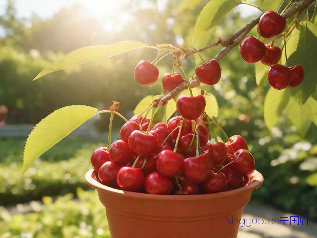 盆栽樱桃种植技术,盆栽樱桃需要什么条件