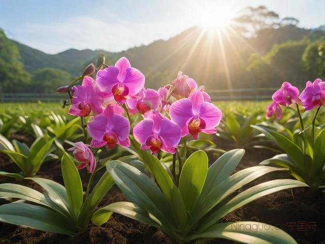 石斛种植方法技术,石斛种植技术能晒太阳吗
