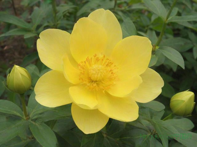 金莲花种植技术视频,金莲花种植技术视频讲解