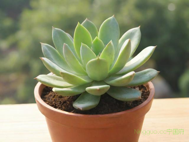 多肉植物怎么种植技术,多肉植物种植的方法?