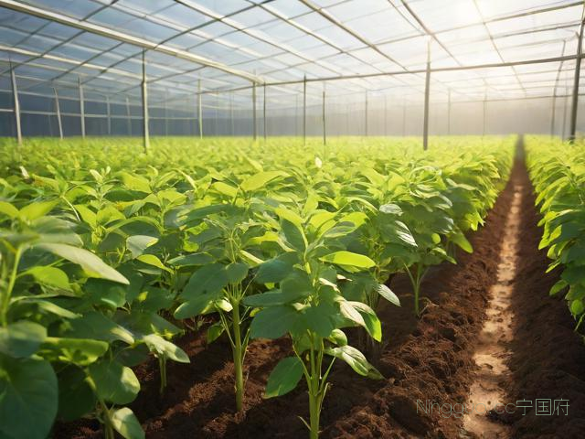 大棚种植花生栽培技术,大棚种花生行吗