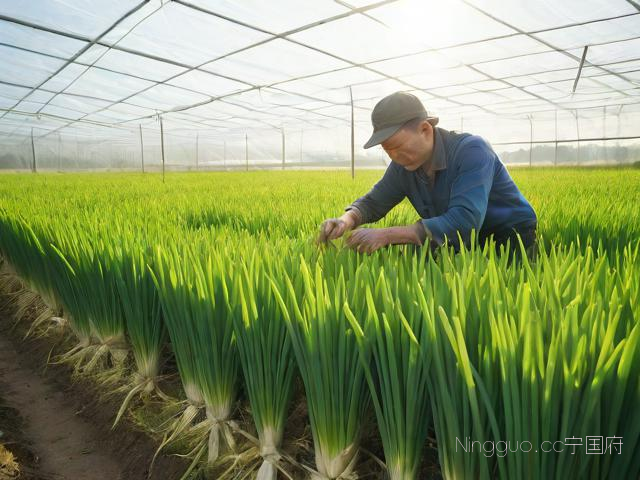 大棚韭黄种植技术视频,大棚韭黄种植技术视频大全