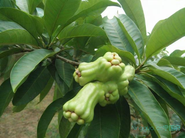 莲雾树的种植技术,莲雾树怎么种植