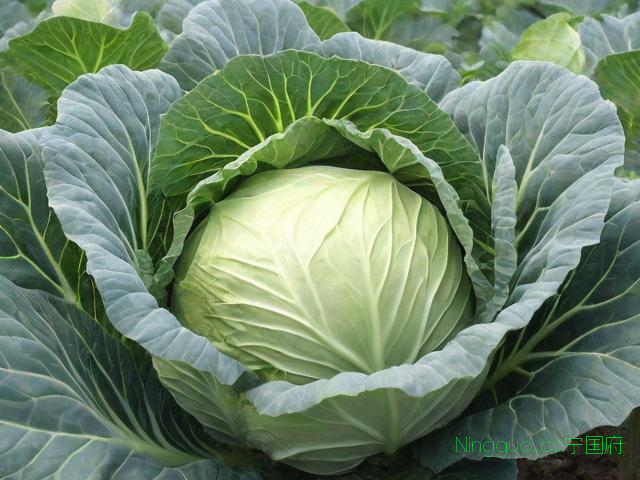 塌菜种植技术,塌菜的种植方法