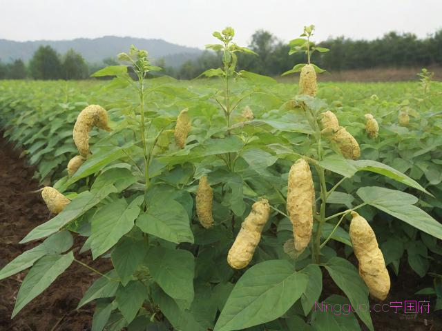 天麻种植技术教程,天麻种植技术教程图解