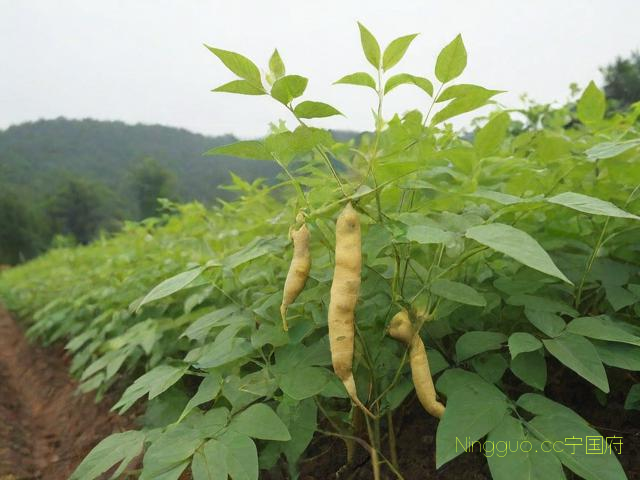 关于黄精的种植技术的的信息