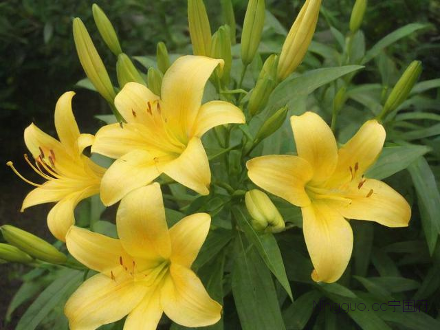 金线莲种植技术研究,金线莲种植技术视频教程