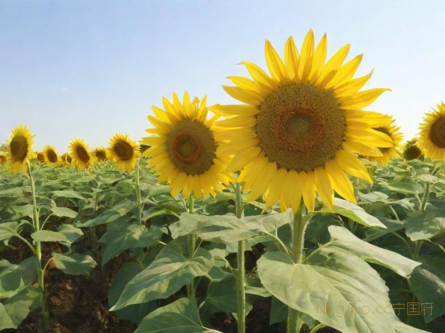 油葵的种植技术视频,油葵的种植方法及亩产