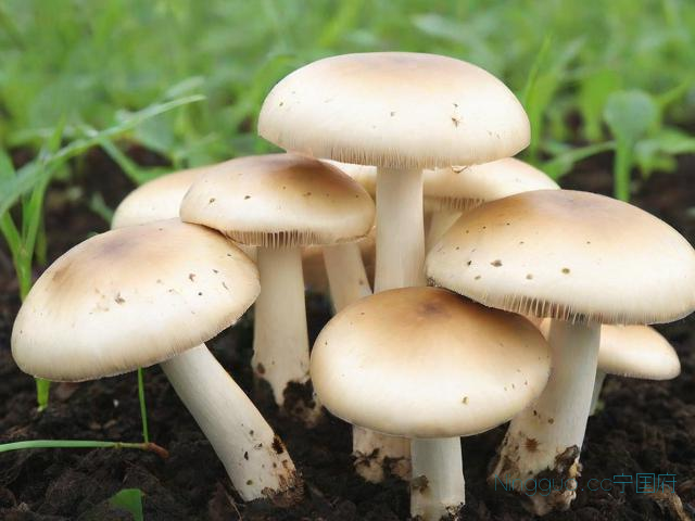 平菇种植技术教程,平菇种植技术视频教程