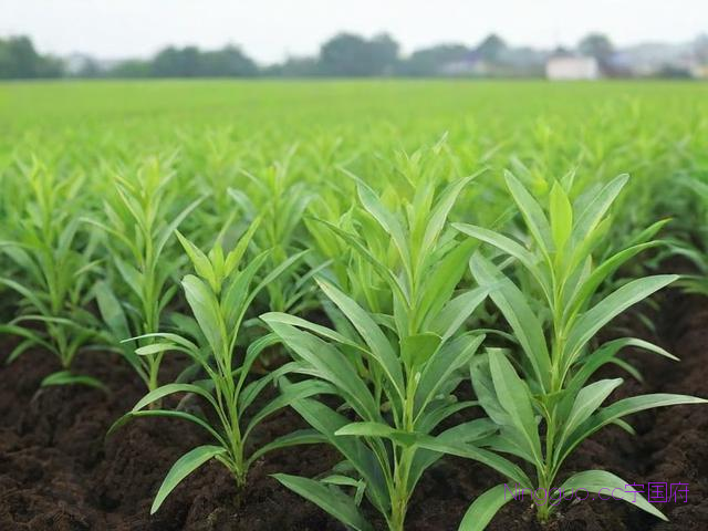 当归种植技术,当归种植技术要点