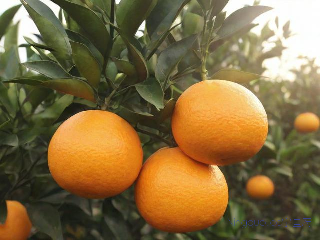 不知火丑柑种植技术,不知火丑柑营养价值