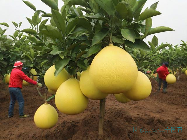 三红密柚最新种植技术,三红蜜柚简介