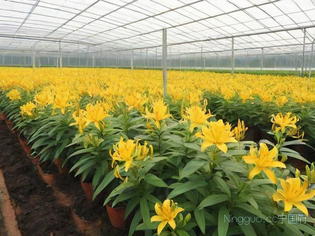 关于金线莲种植技术,关于金线莲种植技术的描述