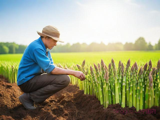 芦笋种植方法芦笋栽培技术,芦笋的种植方法和时间视频和产量