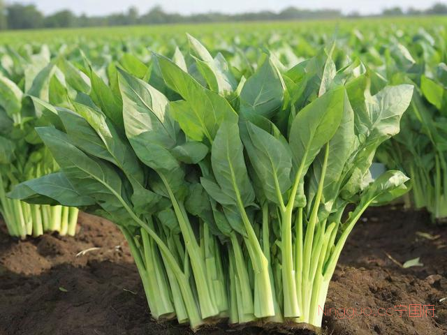 空心菜种植和施肥技术,空心菜种植和施肥技术要点